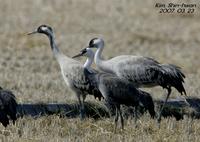 검은목두루미(Grus grus) (Common Crane)