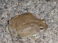 : Bufo tihamicus; Balletto's Toad