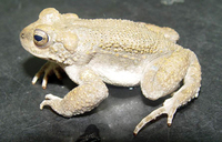 : Bufo surdus; Iranian Toad