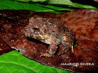 : Craugastor biporcatus; Puerto Cabello Robber Frog