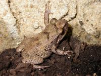: Eleutherodactylus johnstonei; Johnstone's Whistling Frog