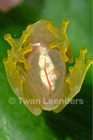 : Hyalinobatrachium fleischmanni; Fleischmann's Glass Frog