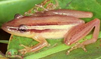 : Scinax squalirostris