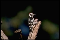 : Picoides pubescens; Downy Woodpecker