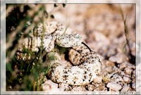: Crotalus mitchelli pyrrhus.; Southwestern Speckled Rattlesnake