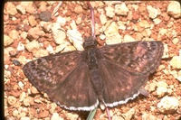 : Erynnis sp.; Duskywing, Butterfly