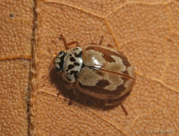 : Mulsantina picta
