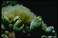 : Diplosoma sp.; Tunicate