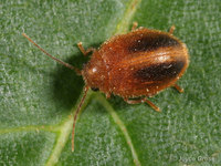 : Prionocyphon sp.; Marsh Beetle