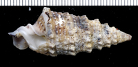 : Rhinoclavis sinensis