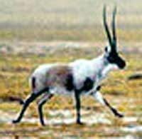 티벳영양 Tibetan Antelope, Chiru (Pantholops hodgsonii)
