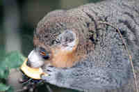 photograph of mongoose lemur : Lemur mongoz