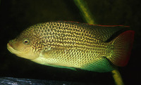 Oreochromis tanganicae, :