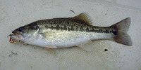 Micropterus punctulatus, Spotted bass: gamefish