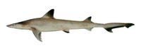 Chaenogaleus macrostoma, Hooktooth shark: fisheries