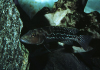 Lepidiolamprologus elongatus, : aquarium