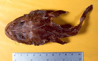 Lophiodes spilurus, Threadfin angler: