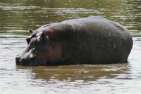 Image of: Hippopotamus amphibius (hippopotamus)