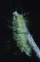 Image of: Arctiidae (footman moths and tiger moths)