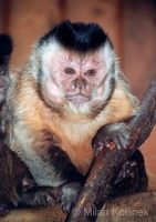 Cebus apella - Brown Capuchin