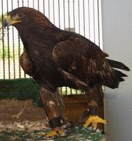 Image of: Aquila chrysaetos (golden eagle)