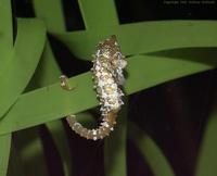 Image of: Hippocampus zosterae (dwarf seahorse)