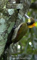 Greater Yellownape - Picus flavinucha
