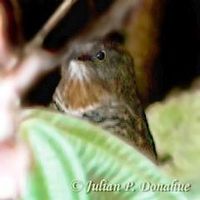Rusty-throated Wren Babbler - Spelaeornis badeigularis