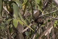 Spiny Babbler - Turdoides nipalensis