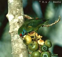 Double-eyed Fig-Parrot - Cyclopsitta diophthalma