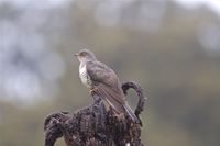 Madagascar Cuckoo - Cuculus rochii