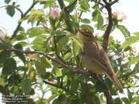 Melodious Warbler - Hippolais polyglotta