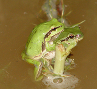 : Hyla savignyi; Lemon-yellow Tree Frog