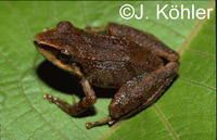 : Pristimantis rhabdolaemus