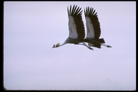 : Balearica regulorum; Gray Crowned Crane