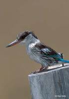 : Halcyon chelicuti; Striped Kingfisher