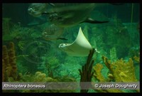 : Rhinoptera bonasus; Cownose Ray