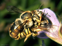 : Anthidium manicatum; Adult Megachilid Bees In Copulo