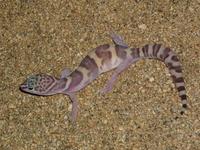 : Coleonyx variegatus; Western Banded Gecko
