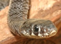 : Meizodon semironatus; Semi-ornate Snake