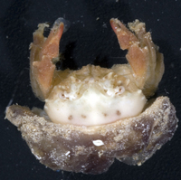 : Dromiidae sp. 1