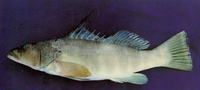 Cratinus agassizii, Graery threadfin seabass: fisheries
