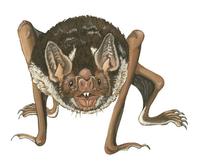Image of: Desmodus rotundus (vampire bat)
