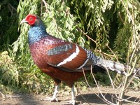 Syrmaticus humiae - Hume's Pheasant