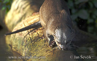 Lontra longicaudis - Neotropical River Otter