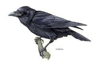 Image of: Corvus corax (common raven)