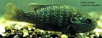Image of: Lepomis cyanellus (green sunfish)