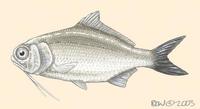Image of: Polymixia nobilis (Atlantic beardfish)