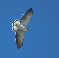 Puna (Variable) Hawk (Buteo poecilochrous) photo