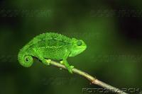 ...dwarf chameleon, ngorongoro, tanzania. fotosearch - search stock photos, pictures, images, and p